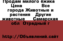 Продам милого ёжика › Цена ­ 10 000 - Все города Животные и растения » Другие животные   . Самарская обл.,Отрадный г.